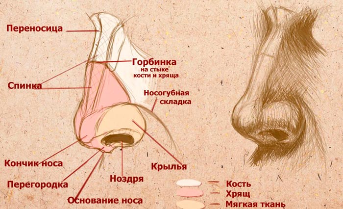Строение мужского носа