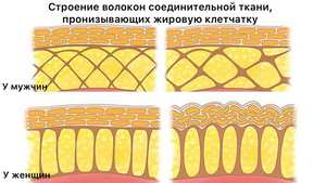 Строение волокон соединительной ткани, пронизывающей жировую клетчатку у мужчин и женщин